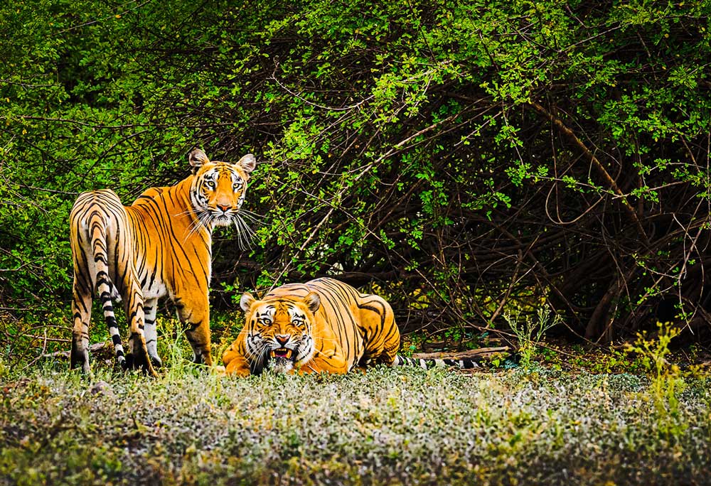 Sundarban and Tiger view at Sundarban, Bangladesh